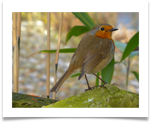 ROBIN IN BAMBOO - Steve Hodson